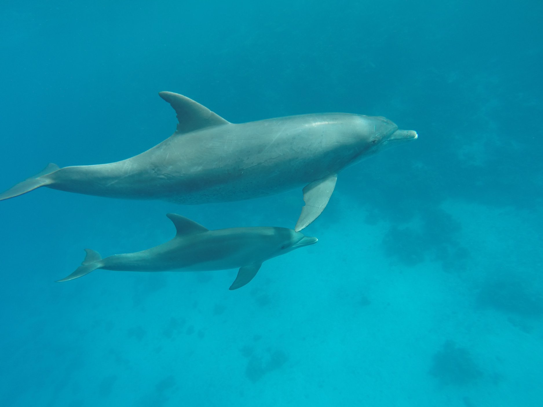 Click to open image!