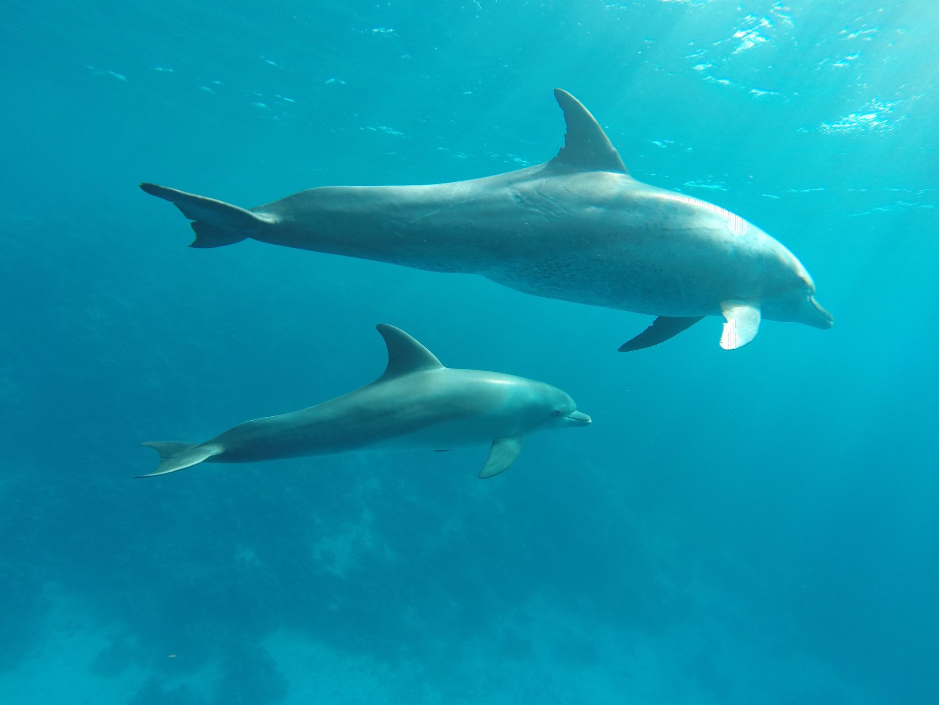 Click to open image!